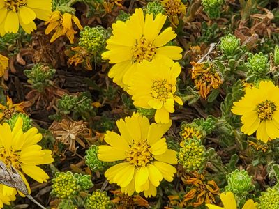 Deinandra corymbosa, photographed by Theo Summer