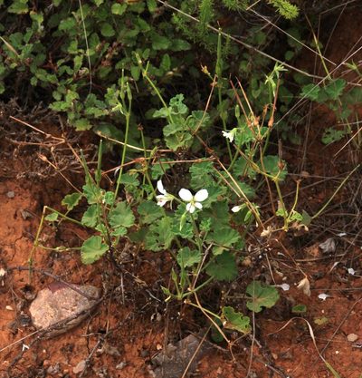 Pelargonium worcesterae, photographed by Tony Rebelo