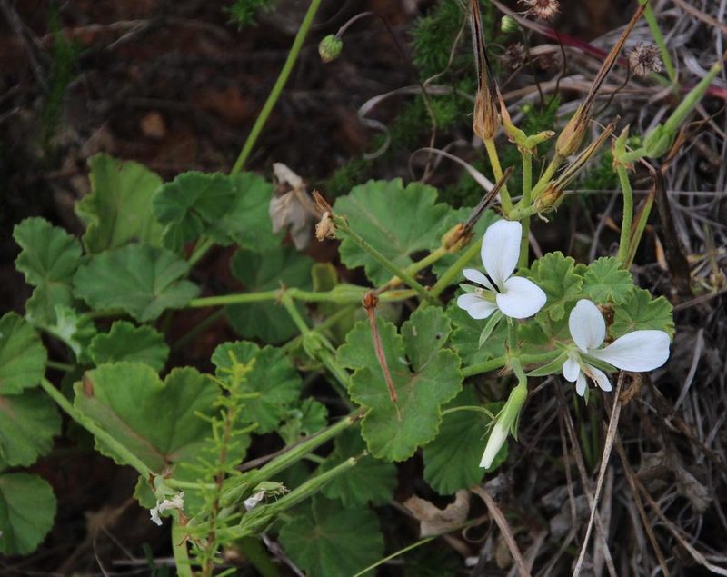 Pelargonium worcesterae, photographed by Tony Rebelo