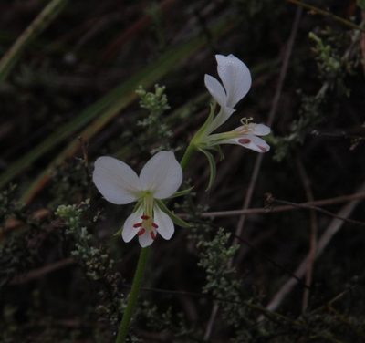 Pelargonium worcesterae, photographed by Tony Rebelo