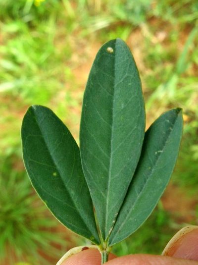 Crotalaria globifera, photographed by Peter Warren
