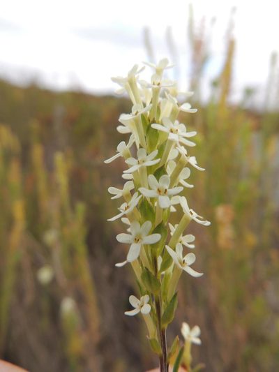 Microdon polygaloides, photographed by Jacques van der Merwe
