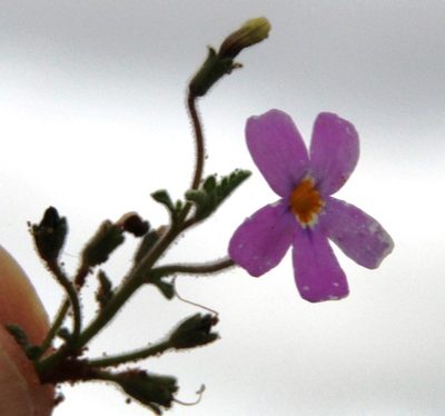Jamesbrittenia pinnatifida, photographed by Tony Rebelo