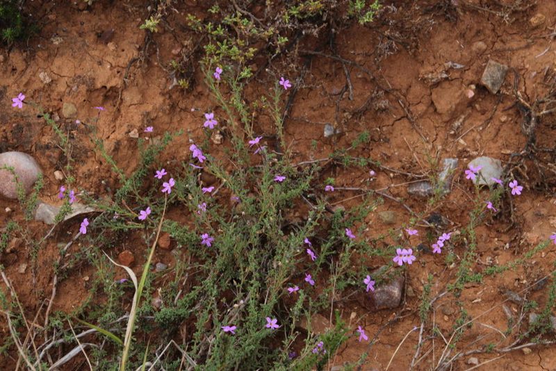 Jamesbrittenia pinnatifida, photographed by Tony Rebelo