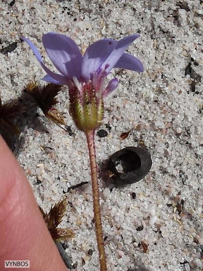 Felicia heterophylla, photographed by Chris Vynbos