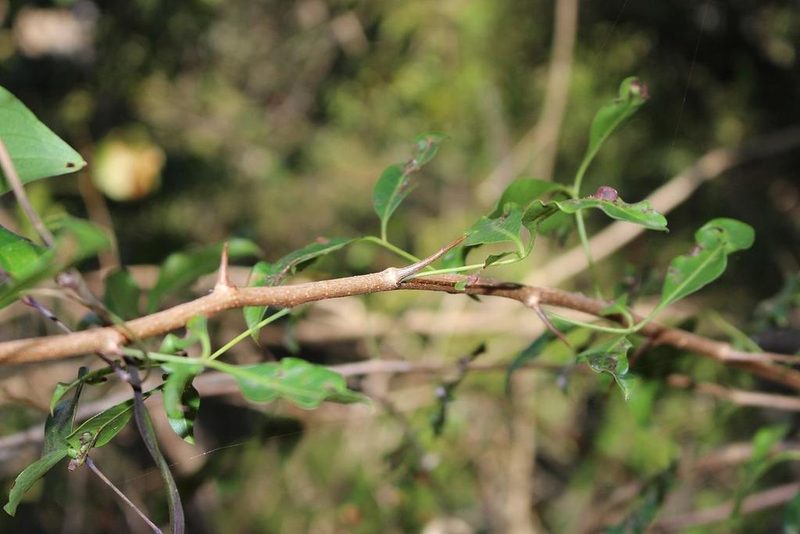 Searsia acocksii, photographed by Brian du Preez