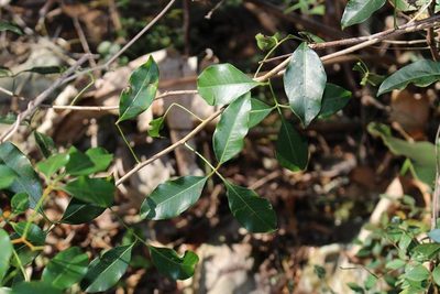 Searsia acocksii, photographed by Brian du Preez