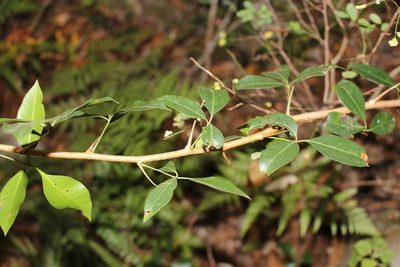 Searsia acocksii, photographed by Brian du Preez