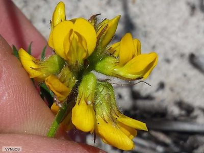 Rhynchosia ferulifolia, photographed by Chris Vynbos