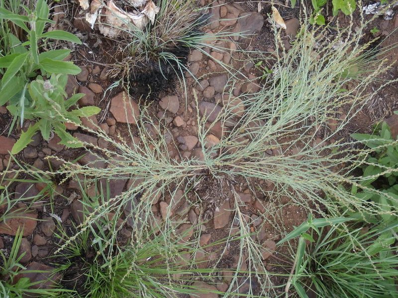 Thesium magalismontanum, photographed by Nicola van Berkel