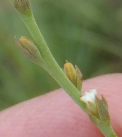 Thesium magalismontanum, photographed by Nicola van Berkel