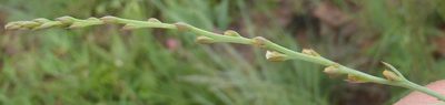 Thesium magalismontanum, photographed by Nicola van Berkel