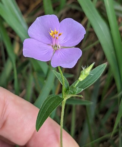 Osbeckia chinensis, photographed by portioid