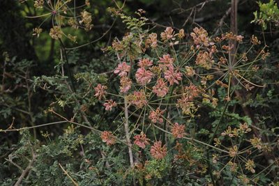 Cynorhiza typica, photographed by Tony Rebelo