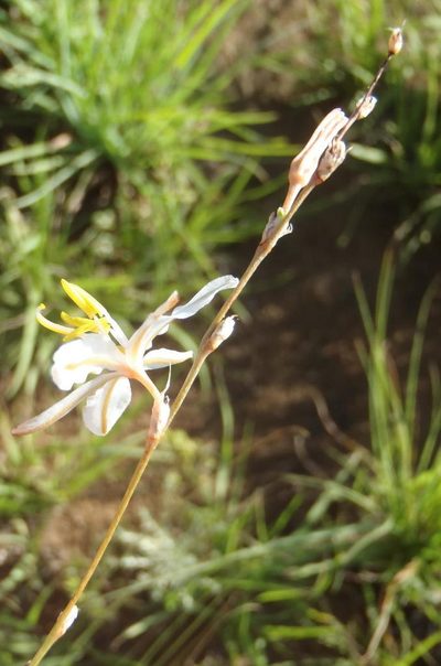 Chlorophytum fasciculatum, photographed by Nicola van Berkel