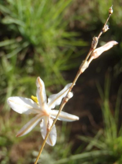 Chlorophytum fasciculatum, photographed by Nicola van Berkel