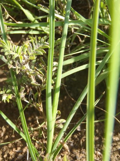 Chlorophytum fasciculatum, photographed by Nicola van Berkel