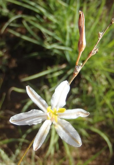 Chlorophytum fasciculatum, photographed by Nicola van Berkel