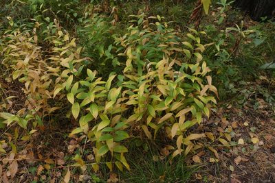 Polygonatum humile, photographed by Oleg Kosterin