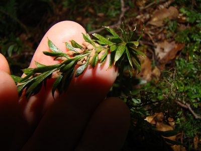 Tmesipteris tannensis, photographed by Lisa Bennett
