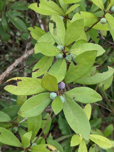 Litsea rotundifolia, photographed by portioid