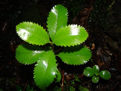 Ascarina lucida, photographed by Lisa Bennett
