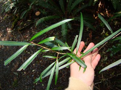 Nestegis lanceolata, photographed by Lisa Bennett
