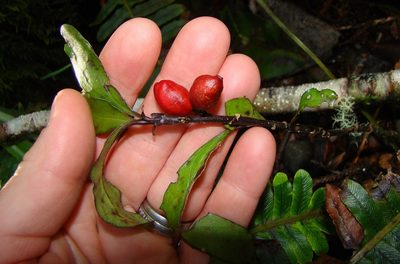 Alseuosmia pusilla, photographed by Lisa Bennett