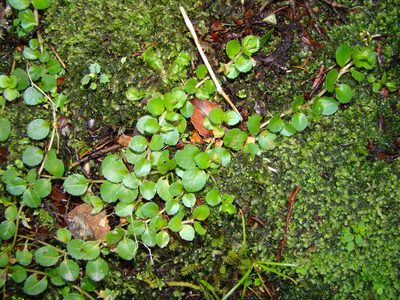 Epilobium pedunculare, photographed by Lisa Bennett