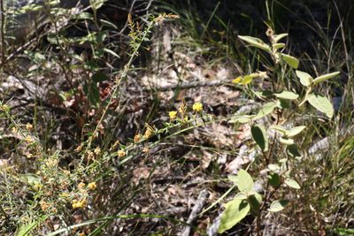 Acacia amblygona, photographed by Greg Tasney