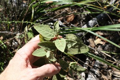 Solanum nemophilum, photographed by Greg Tasney