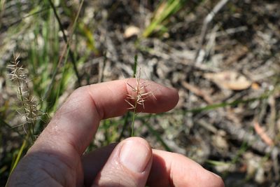 Aristida caput-medusae, photographed by Greg Tasney