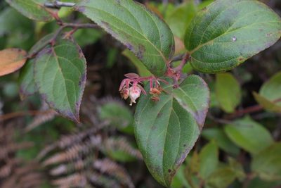 Gaultheria erecta, photographed by Jake Rehage