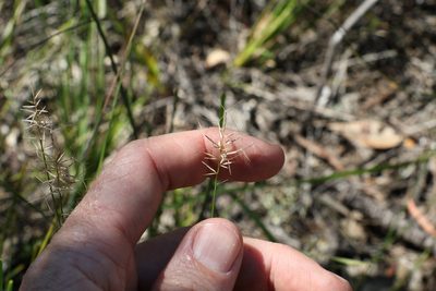 Aristida caput-medusae, photographed by Greg Tasney