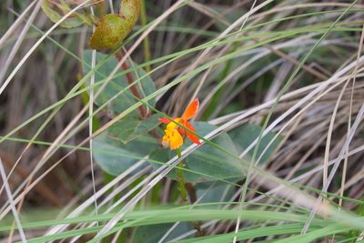Epidendrum radicans, photographed by Jake Rehage