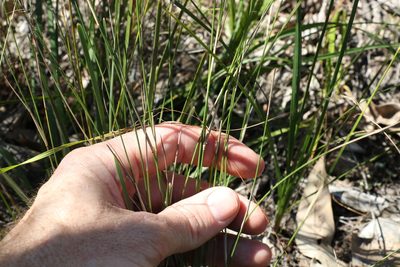 Aristida caput-medusae, photographed by Greg Tasney