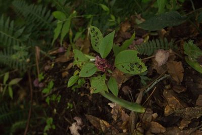 Phytolacca rugosa, photographed by Jake Rehage