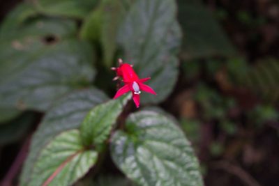 Centropogon costaricae, photographed by Jake Rehage