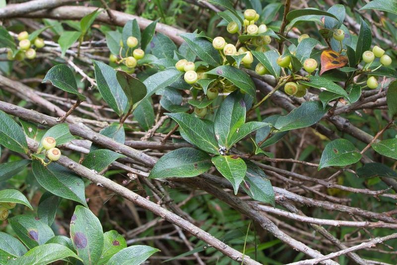 Vaccinium poasanum, photographed by Jake Rehage