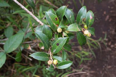 Vaccinium poasanum, photographed by Jake Rehage