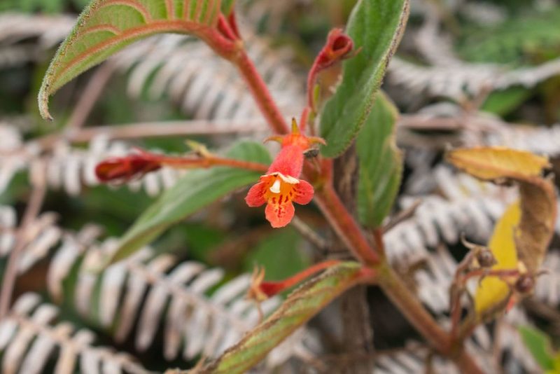Moussonia strigosa, photographed by Jake Rehage