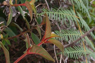 Moussonia strigosa, photographed by Jake Rehage