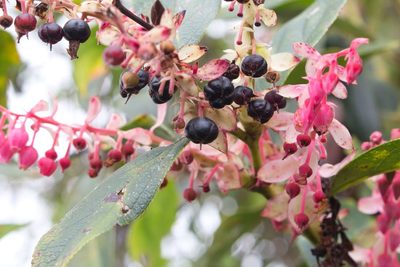 Gaultheria erecta, photographed by Jake Rehage