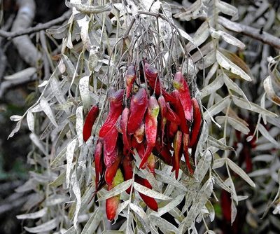 Schinopsis lorentzii, photographed by Hugo Hulsberg
