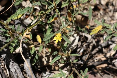 Sida trichopoda, photographed by Greg Tasney