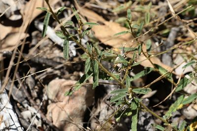 Sida trichopoda, photographed by Greg Tasney
