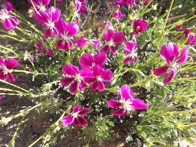 Pelargonium sericifolium, photographed by James Deacon