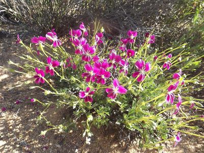 Pelargonium sericifolium, photographed by James Deacon