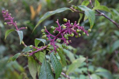 Palicourea angustifolia, photographed by Jake Rehage