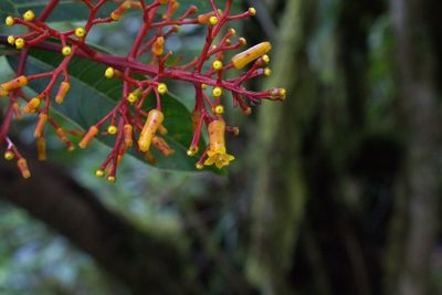 Palicourea padifolia, photographed by Jake Rehage